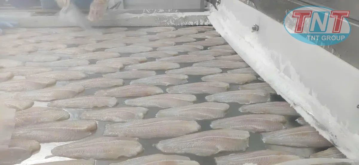 Cấp đông cá phi lê 2000kg1h - Ảnh 3