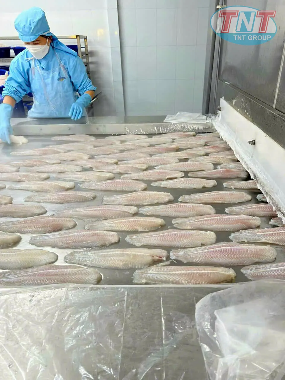 Cấp đông cá phi lê 2000kg1h - Ảnh 9