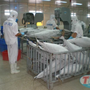 Cấp đông cá ngừ nguyên con 10 tấn