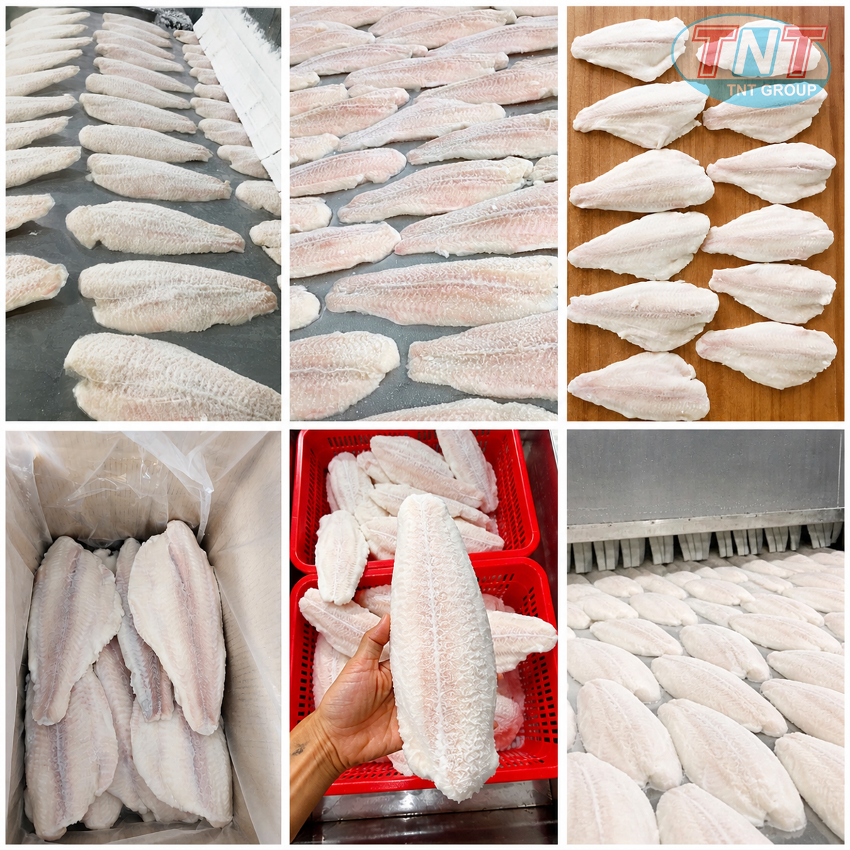 Cấp đông cá phi lê 2000kg1h