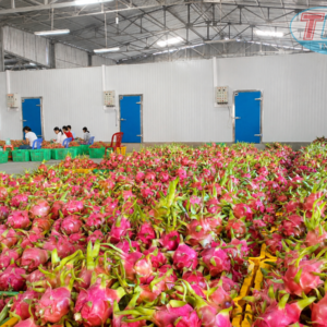 Kho lạnh bảo quản trái Thanh Long xuất khẩu