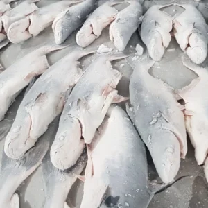 Cấp đông IQF cho cá 2000KG1H