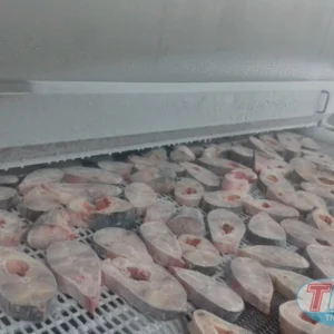 Cấp đông IQF Cá 1500kg1H