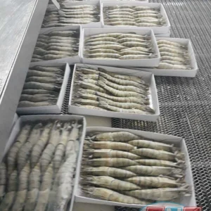 Cấp đông IQF lưới cho tôm xuất khẩu 2000kg1H