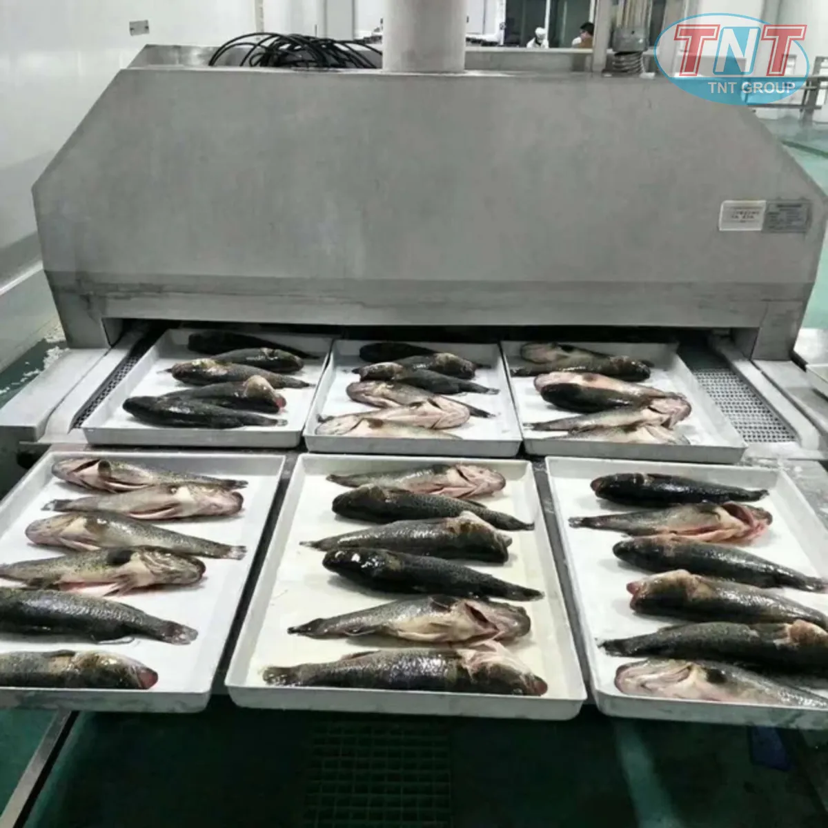 IQF NI TƠ - Ảnh 5