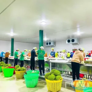 Dự án nhà máy Sầu Riêng Sarita- kho trữ đông bảo quản múi và trái sầu riêng xuất khẩu 5.000 tấn hàng và cấp đông 30 tấn múi sầu riêng