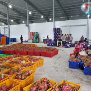 Alternative view of Kho lạnh bảo quản trái Thanh Long xuất khẩu