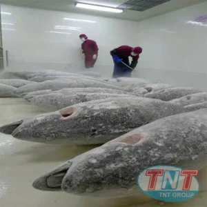 Alternative view of Cấp đông cá ngừ nguyên con 10 tấn
